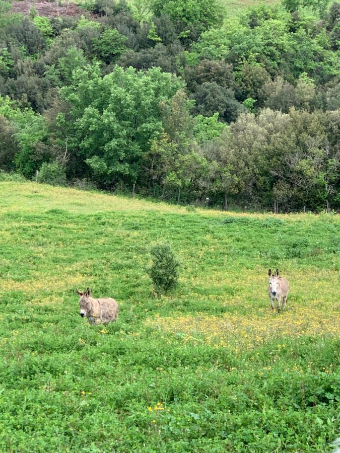 Podere Le Mulina Castiglione d'Orcia Bagian luar foto